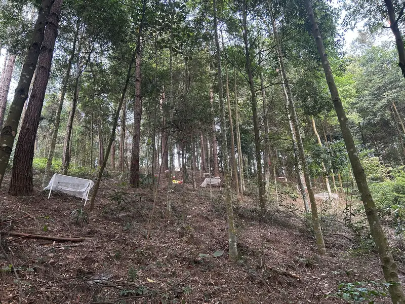 样地照片